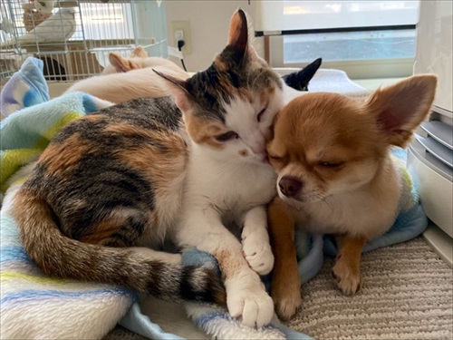 猫とワンコ