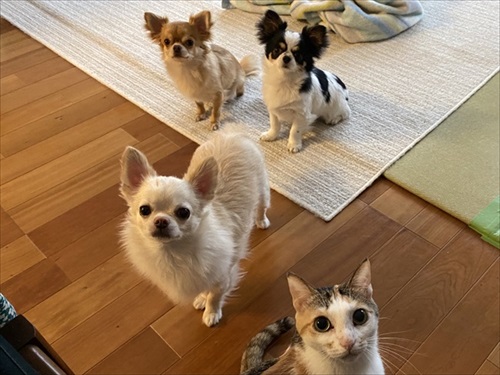 おやつ待ちのワンコと猫