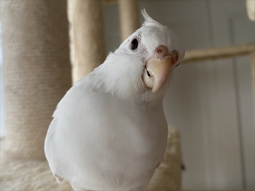 オカメインコ