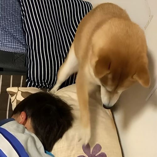 ほりほりする犬