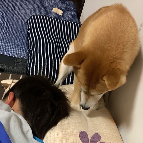 ほりほりする犬