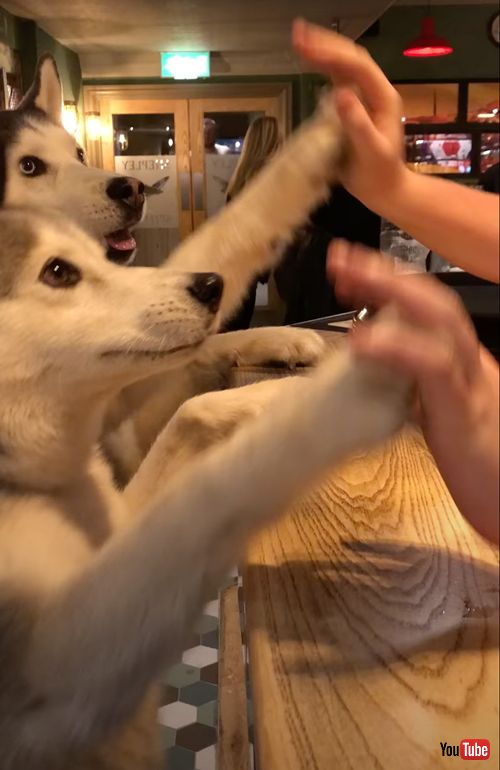 パブでおやつを注文する犬