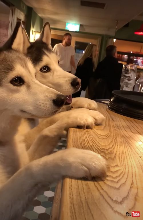 パブでおやつを注文する犬