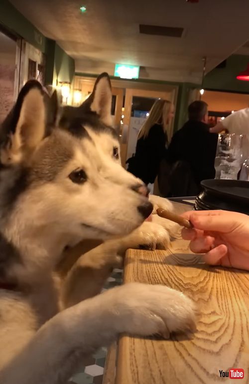 パブでおやつを注文する犬