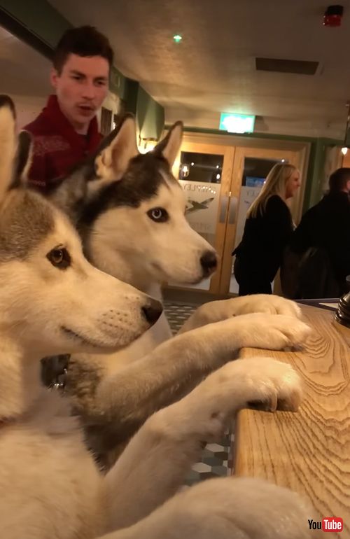 パブでおやつを注文する犬