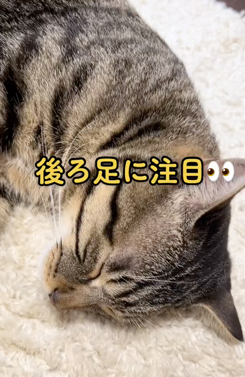 ヘンな寝方をする猫