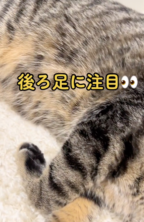 猫の寝方