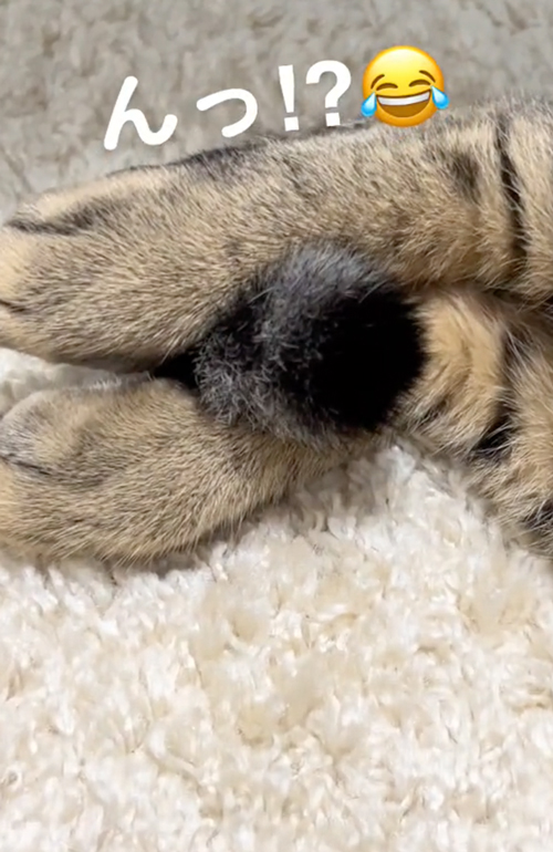 寝る猫