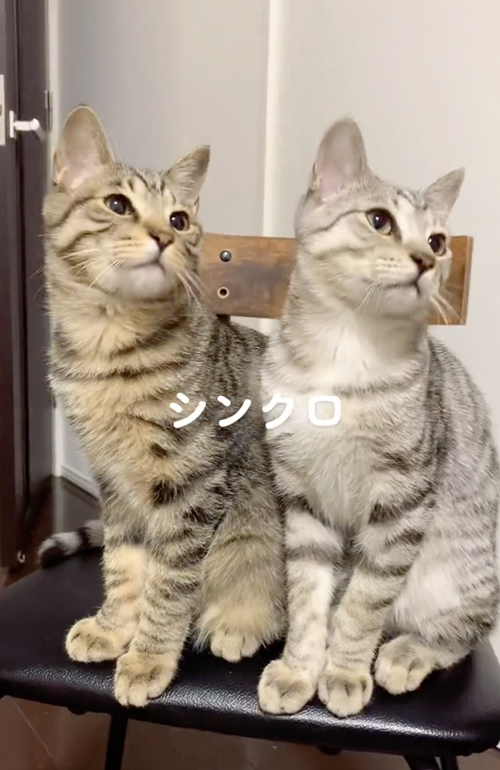シンクロする猫