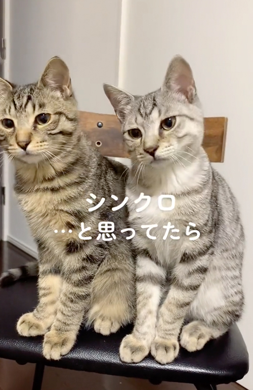 シンクロする猫たち