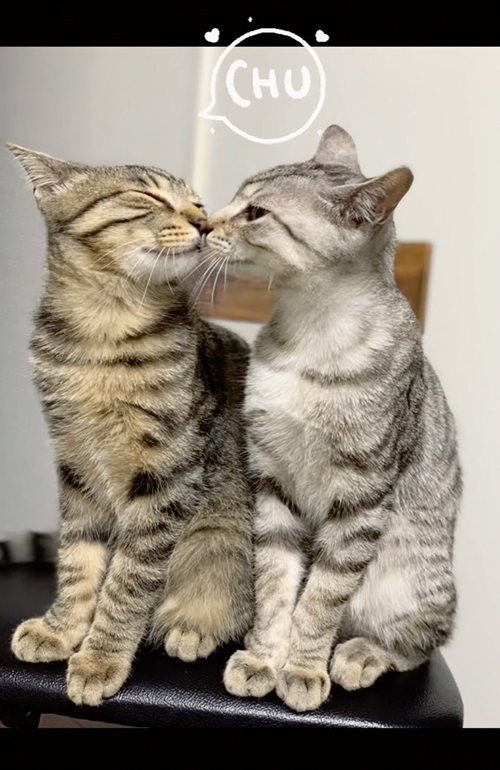 キスする猫