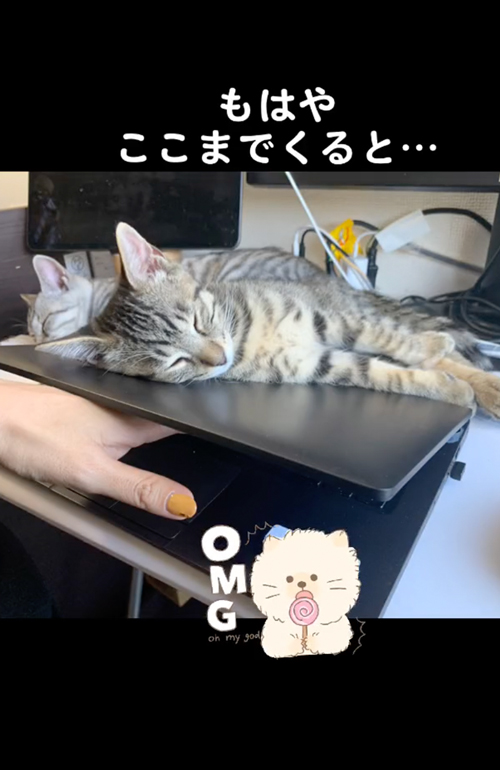 仕事の邪魔をする猫