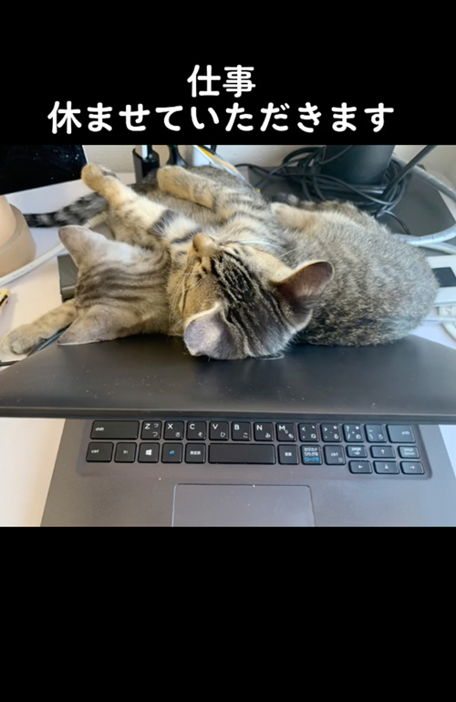 かわいい猫