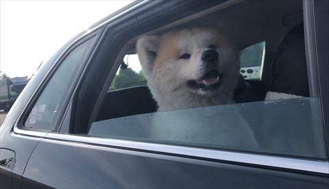 車内で笑顔のワンコ