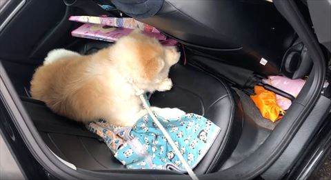 車内の下を見るワンコ