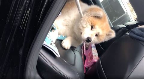 嫌そうな顔のワンコ