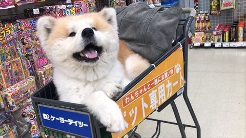 買い物カートに乗ってる