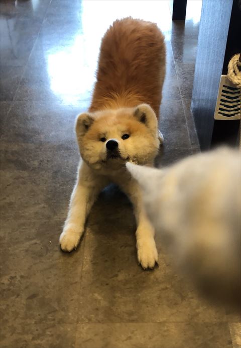 前足のばして拒否