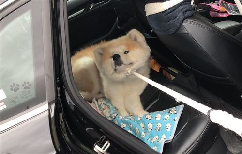 車を降りないワンコのアップ