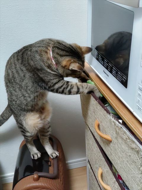 引き出しを漁る猫