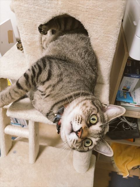 キャットタワー