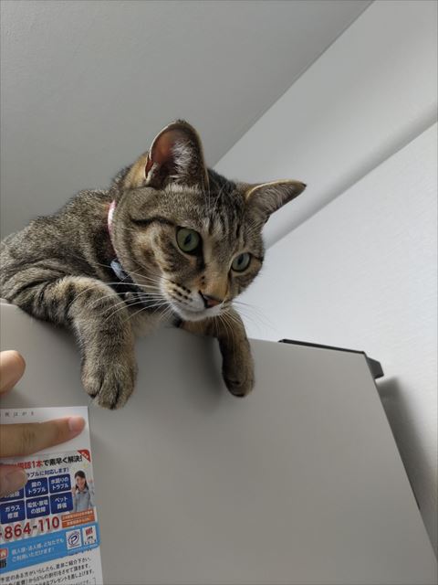 冷蔵庫の上