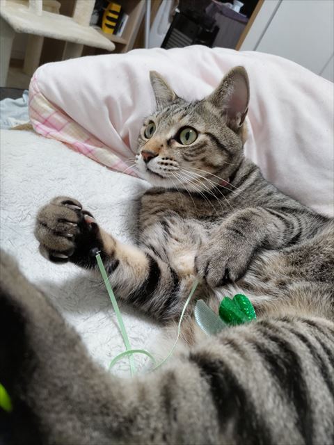 おなかにおもちゃ乗せる猫