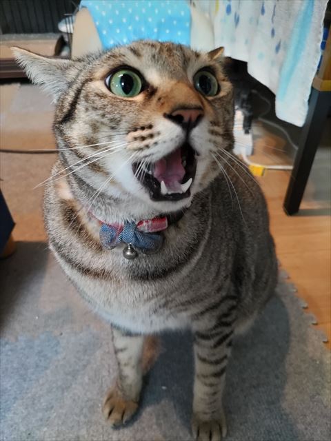 怒ってる猫