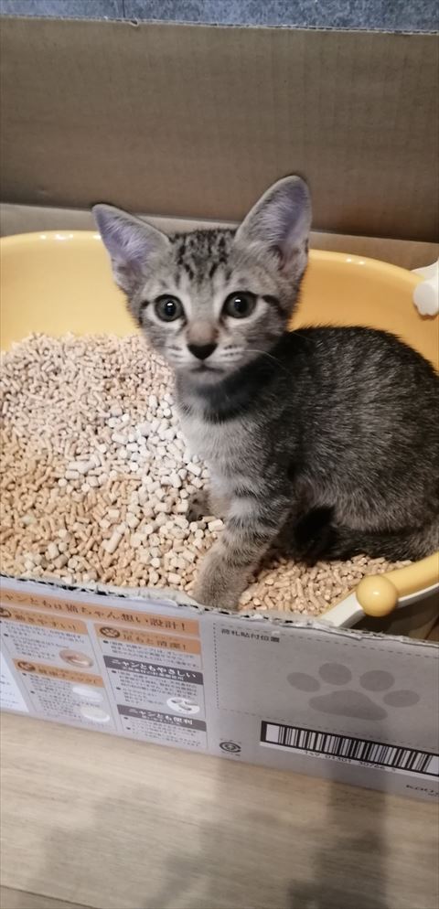 子猫時代