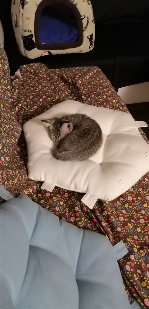 丸まって寝る子猫