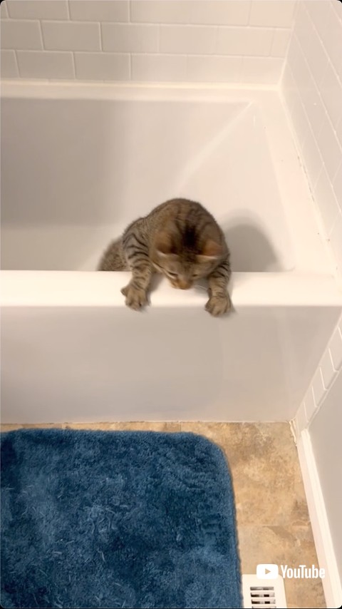 脱出失敗した猫