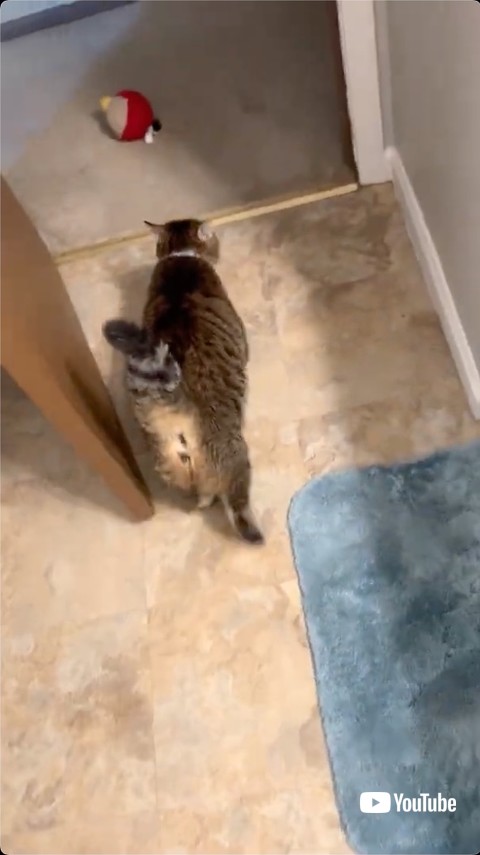 立ち去る猫