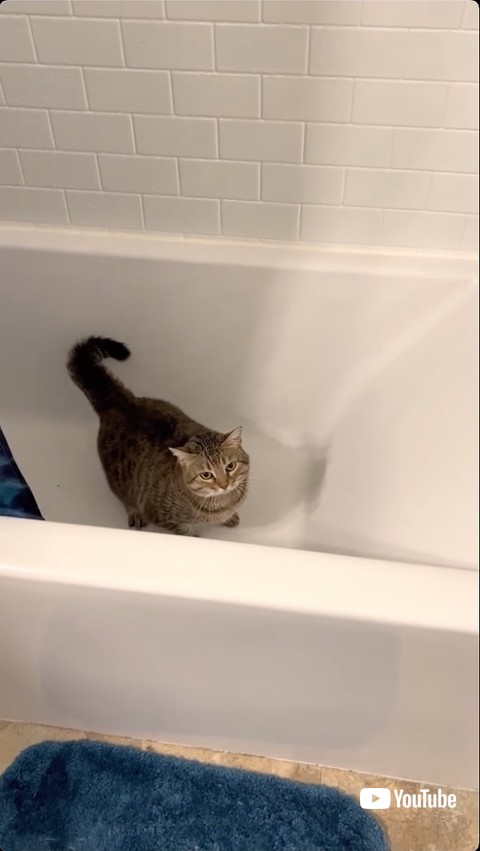 助けを求める猫