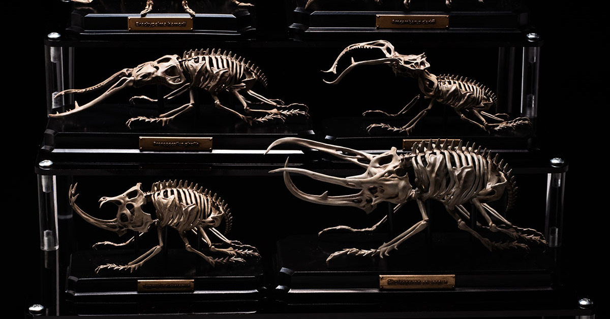 動物の骨に繊細な絵 骨から見る生物の進化―脊椎動物の骨格標本 - WSJ