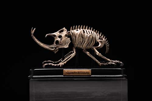 生物 内骨格化 架空 ミニチュア 標本 昆虫 節足動物 骨格 造形 模型