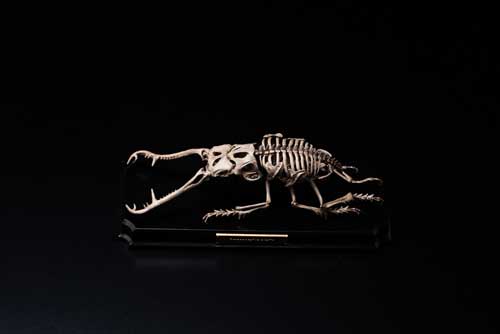 生物 内骨格化 架空 ミニチュア 標本 昆虫 節足動物 骨格 造形 模型