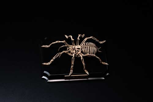 生物 内骨格化 架空 ミニチュア 標本 昆虫 節足動物 骨格 造形 模型