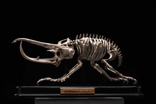 生物 内骨格化 架空 ミニチュア 標本 昆虫 節足動物 骨格 造形 模型