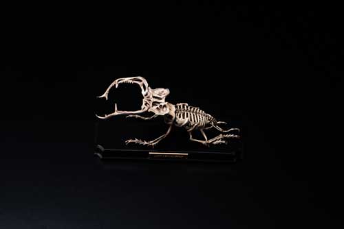 生物 内骨格化 架空 ミニチュア 標本 昆虫 節足動物 骨格 造形 模型