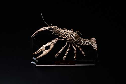 生物 内骨格化 架空 ミニチュア 標本 昆虫 節足動物 骨格 造形 模型
