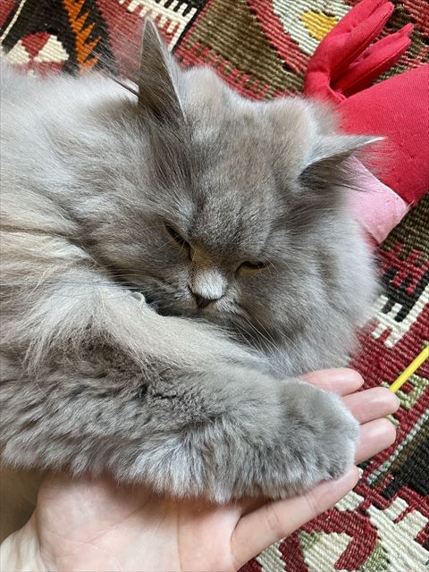 飼い主さんとタッチ猫