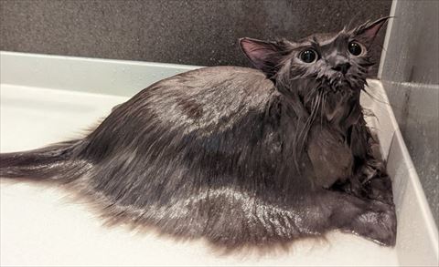 猫の画像トリミング