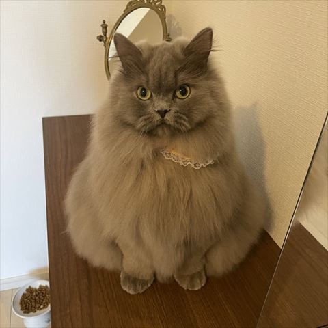 お風呂後の猫