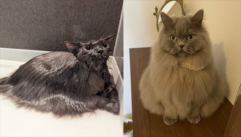 猫のビフォアフ