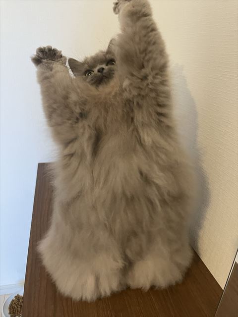 2足立ち猫