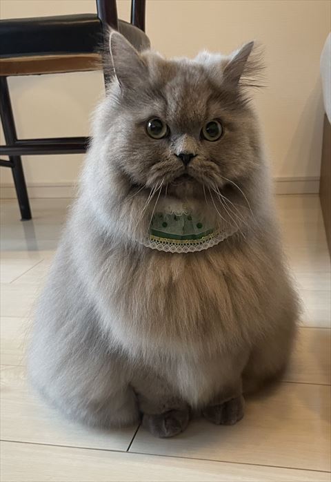 緑の襟つけてる猫