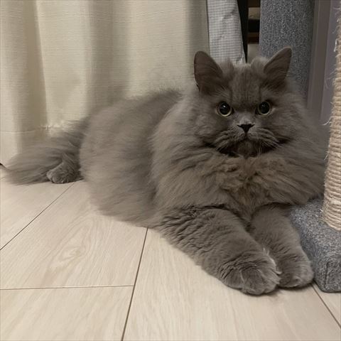 伏せしてる猫