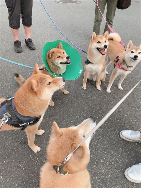 柴犬集合