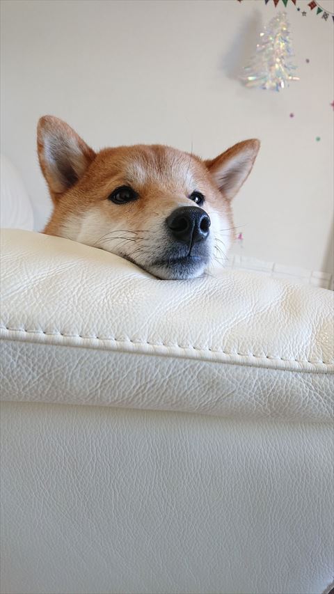右前足あげてる柴犬