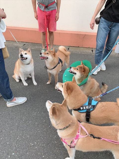 柴犬がいっぱい
